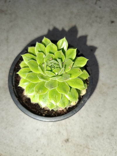 Sempervivum Tectorum