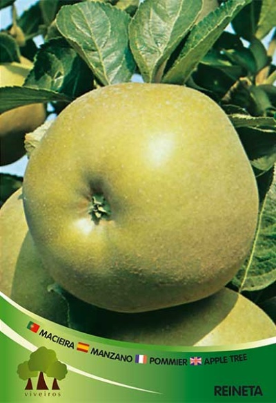 Macieira Reineta v 3.5l