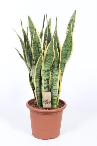 Sansevieria trif Laurentii