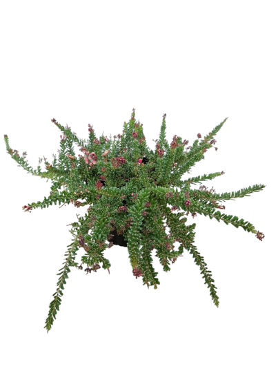 Grevillea lanigera "Mt Tamboritha"