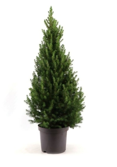 Picea gl. Conica