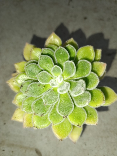 Echeveria Setosa Rose&Purpus