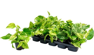 Epiprenum Marble Queen