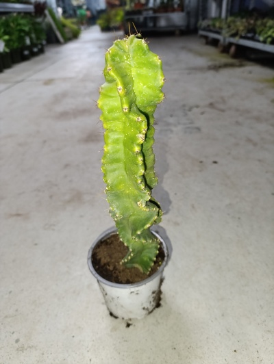 Cereus Forbesii Spiralis