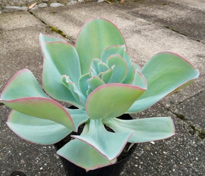 Echeveria Gigantea Rose & Purpus