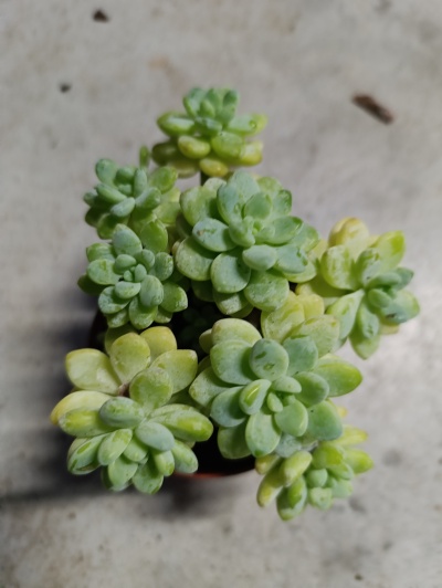 Sedum Clavatum Aurora Blue