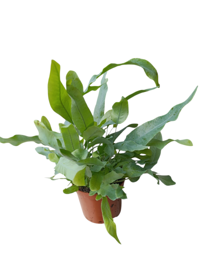 Phlebodium aur Blue Star azul