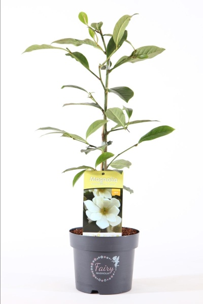 Magnólia Fairy Lady Cream