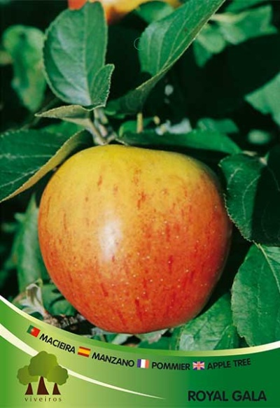 MACIEIRA ROYAL GALA
