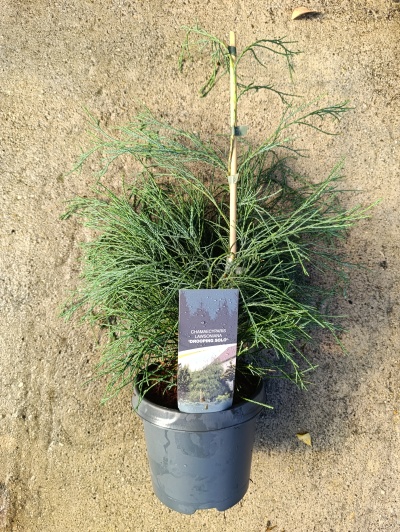 Chamarcyparis law. Drooping solo