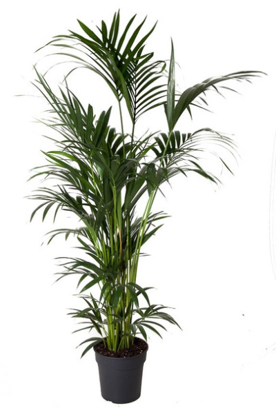 Kentia (Howea forsteriana)