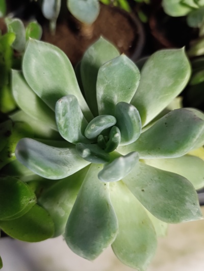 Dudleya Greenei Rose