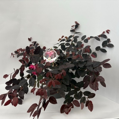 Loropetalum chin. Fire Dance