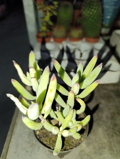 Curio crassulifolius