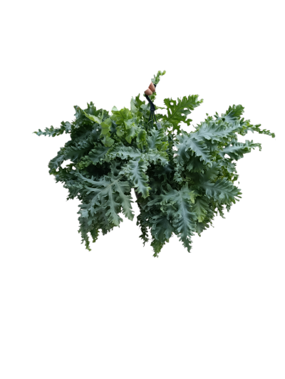 Phlebodium aureum ‘Blue Star’