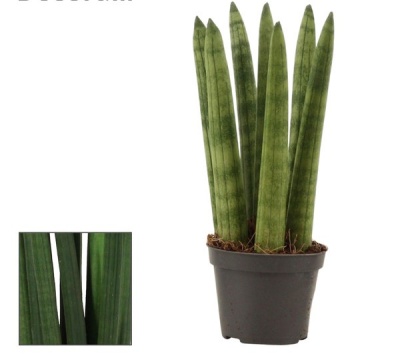 Sansevieria cyl Straight