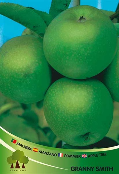 Macieira Granny Smith v3.5l