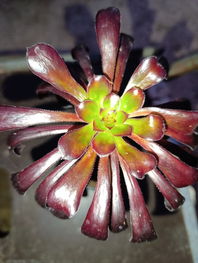 Aeonium Vulcano