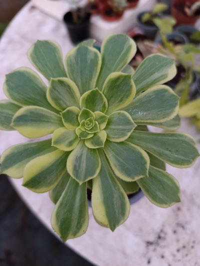 Aeonium Albovariegata
