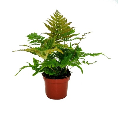 Dryopteris erythrosora Brilliance