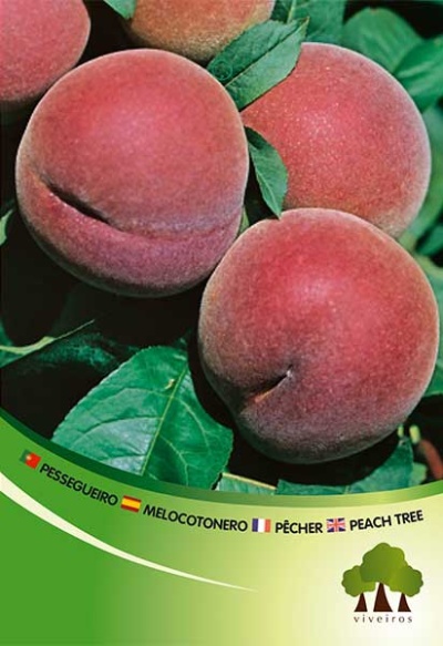 Pessegueiro Maracotão Rosa V3.5l