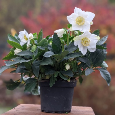 Helleborus Niger