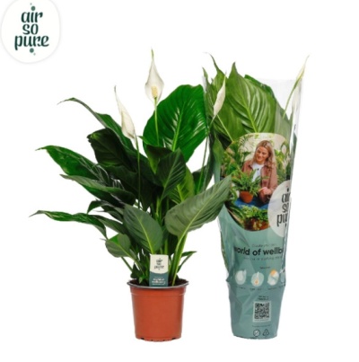 Spathiphyllum Sweet Silvio