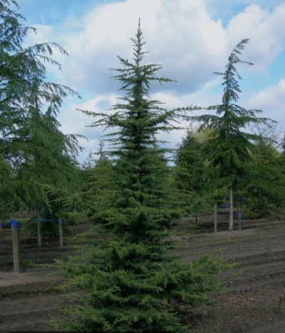 Cedrus libanii