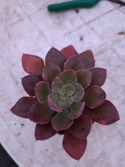 Echeveria Hanaikada