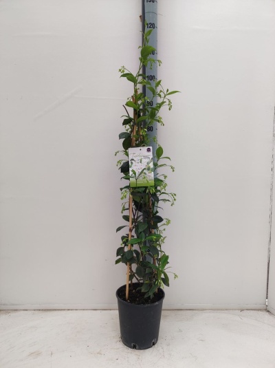 Trachelospermum jasminoides