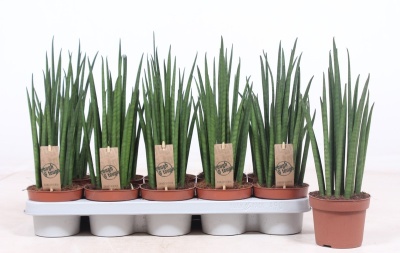 Sansevieria bac Mikado
