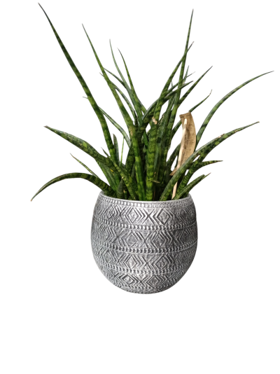 Sansevieria Ferwood Punk 40cm