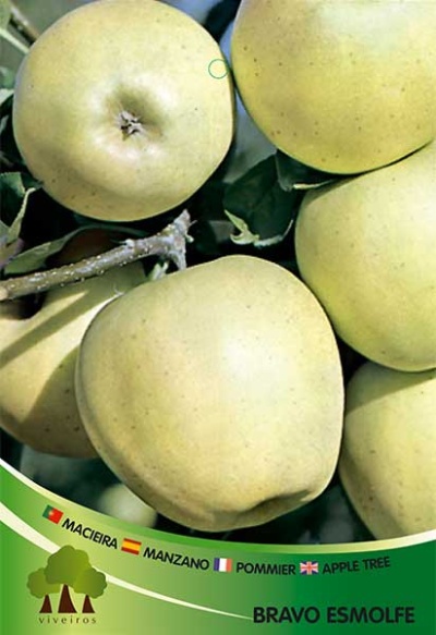Macieira Bravo de Esmolfe V 3.5l