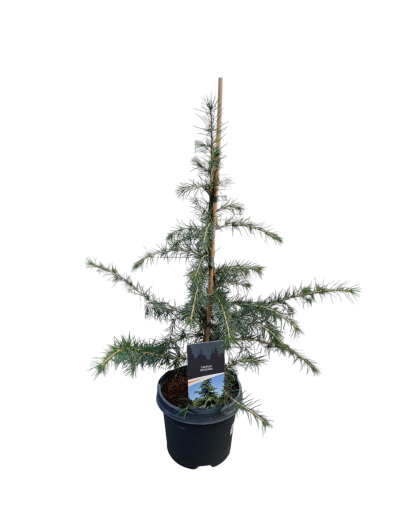 Cedrus Deodara