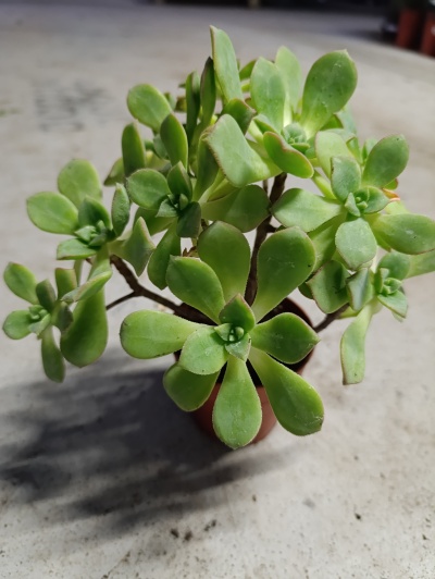 aeonium haworthii webb & berthel