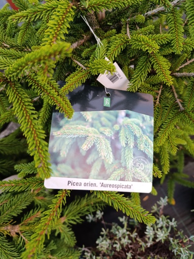 Picea Orien. "Aureospicata"