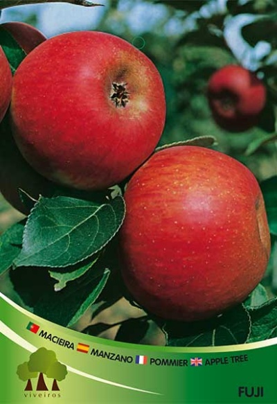 Macieira Fuji V 3.5l