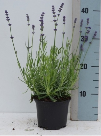 Lavandula ang Blue River azul