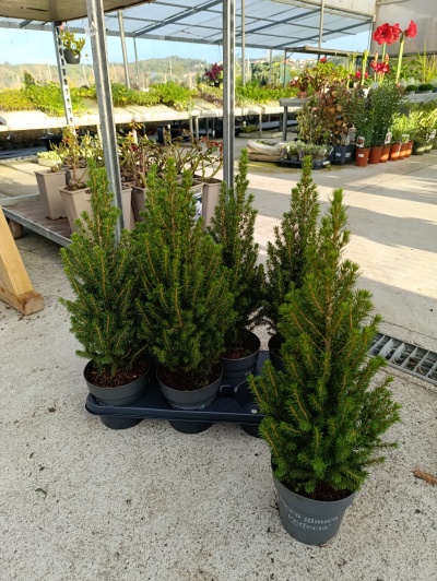 Picea gl. Perfecta