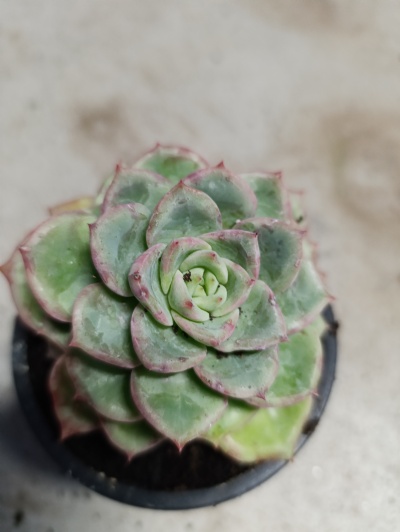 Echeveria chihuahuaensis
