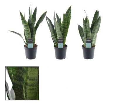 Sansevieria Trifasciata 38cm