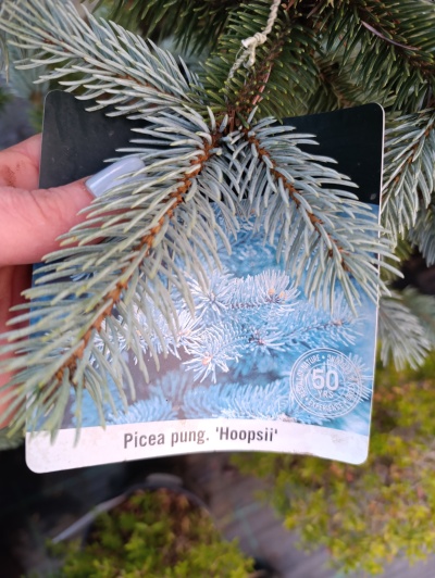 Picea pung. "Hoopsii" Super Blue