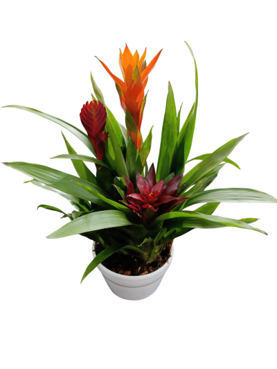 Bromelia mix  ceramic Elle
