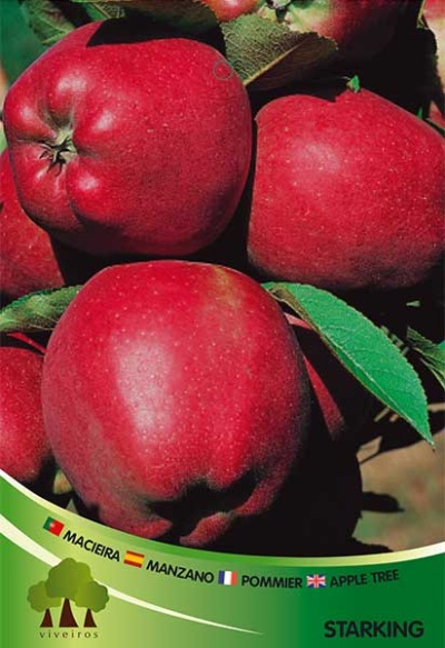 Mecieira Starking 3.5l