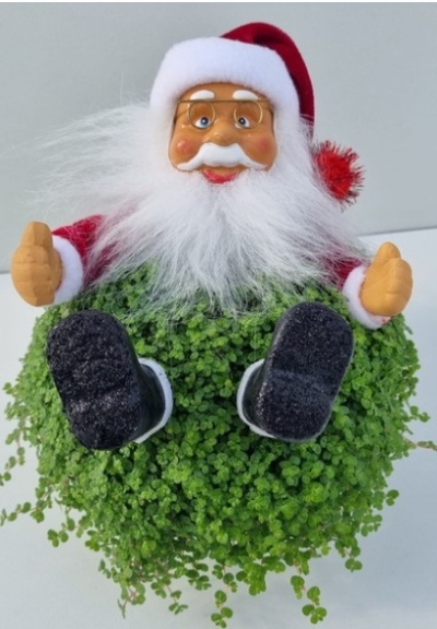 Soleirolia soleirolii Xmas