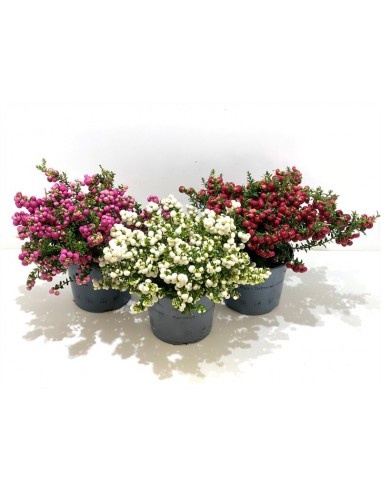 Pernettya - Gaultheria mucronata