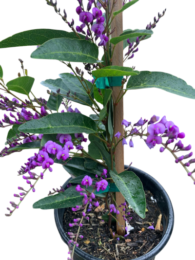 Hardenbergia violacea