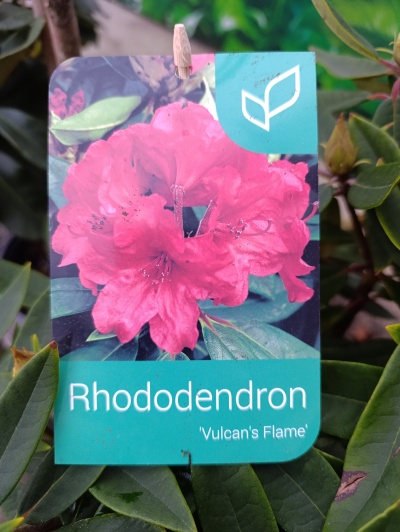Rhododendron