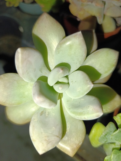 Graptopetalum Amethystinum