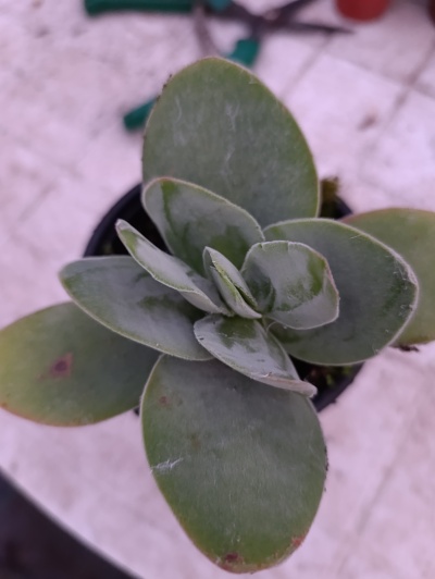 Crassula Perfoliata Borracha